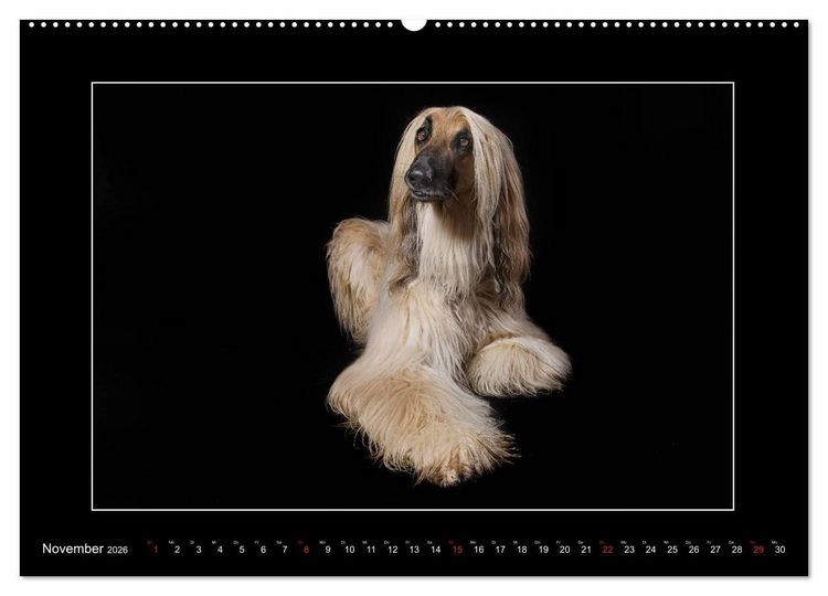 Produktbild: Windhunde - Schnelle Sch&ouml;nheiten (Wandkalender 2026 DIN A2 quer), CALVENDO Monatskalender