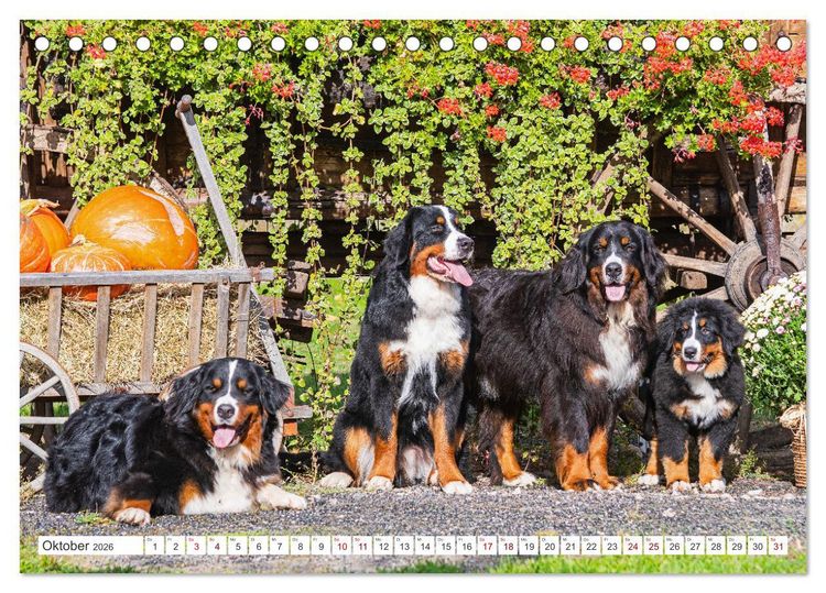 Produktbild: Berner Sennenhund - Ein Freund auf vier Pfoten (Tischkalender 2026 DIN A5 quer), CALVENDO Monatskalender