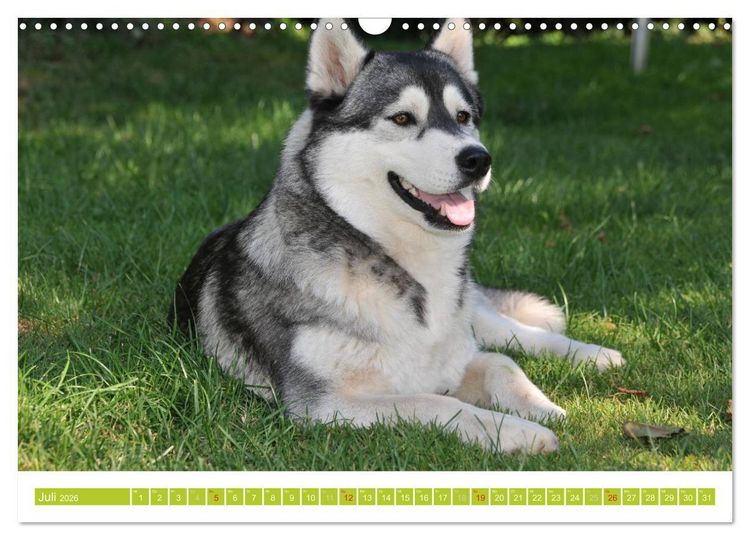 Produktbild: Siberian Husky - der Urtyp (Wandkalender 2026 DIN A3 quer), CALVENDO Monatskalender