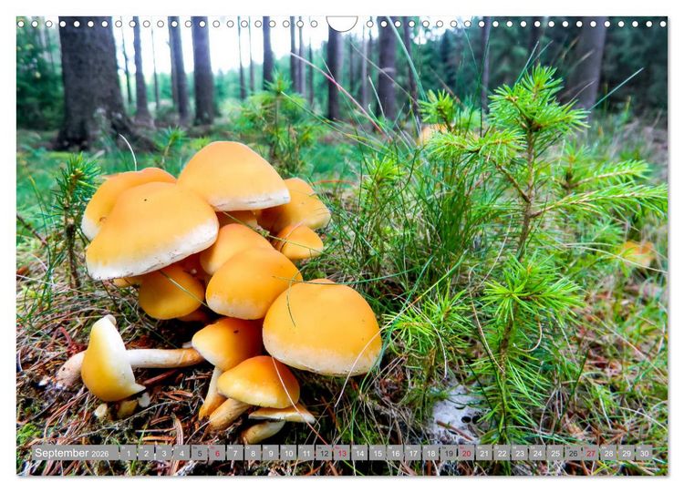 Produktbild: Wandern im Erzgebirge (Wandkalender 2026 DIN A3 quer), CALVENDO Monatskalender