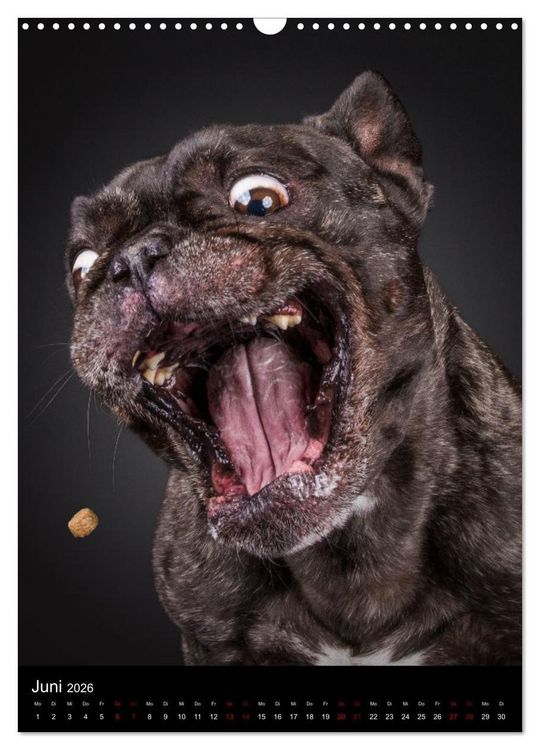 Produktbild: Bullyzauber - Franz&ouml;sische Bulldoggen (Wandkalender 2026 DIN A3 hoch), CALVENDO Monatskalender