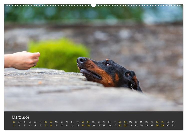 Produktbild: Dobermann 2026 (Wandkalender 2026 DIN A2 quer), CALVENDO Monatskalender