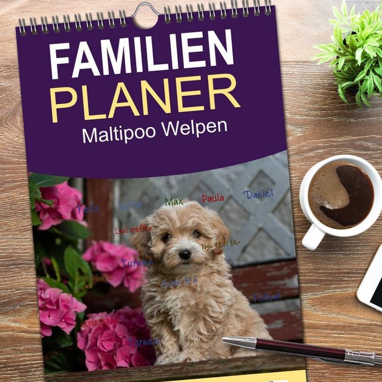Produktbild: Familienplaner 2026 - Maltipoo Welpen mit 5 Spalten (Wandkalender, 21 x 45 cm) CALVENDO