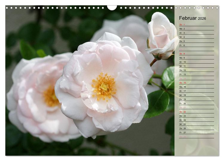Produktbild: Rosensommer (Wandkalender 2026 DIN A3 quer), CALVENDO Monatskalender