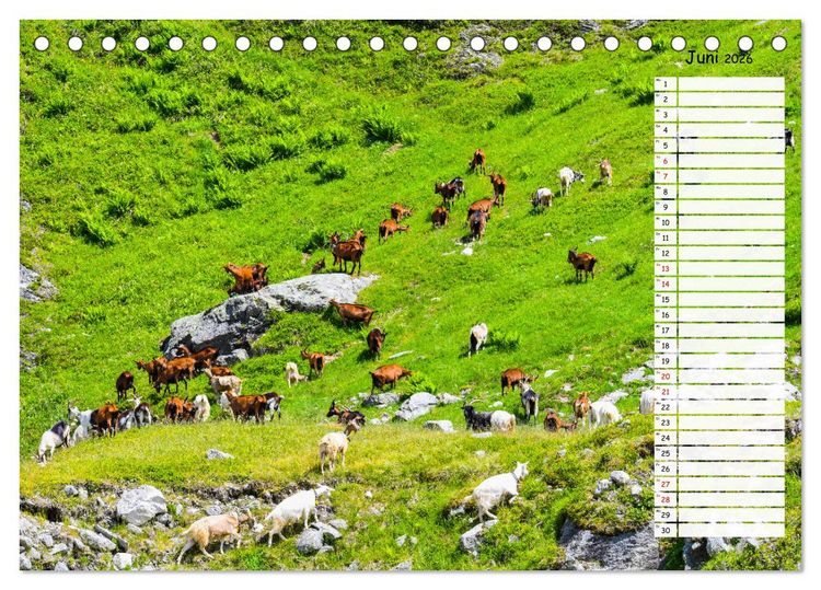 Produktbild: Ziegenfreude (Tischkalender 2026 DIN A5 quer), CALVENDO Monatskalender
