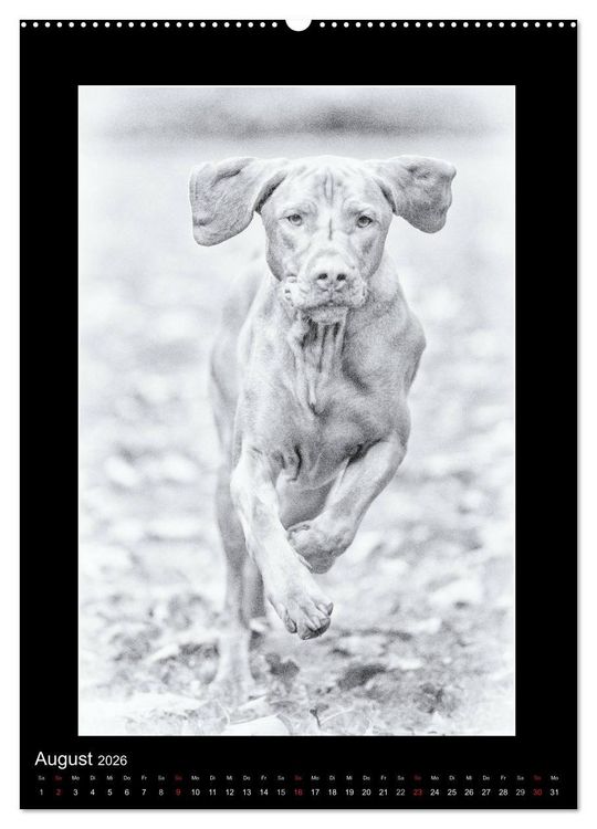 Produktbild: Vizsla-Liebe (Wandkalender 2026 DIN A2 hoch), CALVENDO Monatskalender