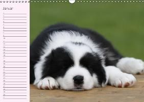 Produktbild: Border Collie-Welpen Geburtstagskalender (Wandkalender immerw&auml;hrend DIN A3 quer)