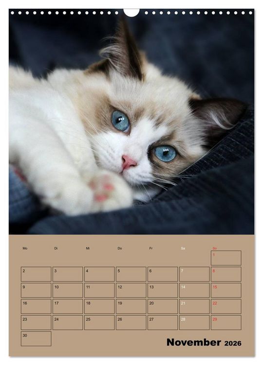 Produktbild: Ragdolls zum Verlieben (Wandkalender 2026 DIN A3 hoch), CALVENDO Monatskalender