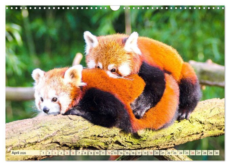 Produktbild: Roter Panda. Die superknuddeligen Katzenb&auml;ren (Wandkalender 2026 DIN A3 quer), CALVENDO Monatskalender