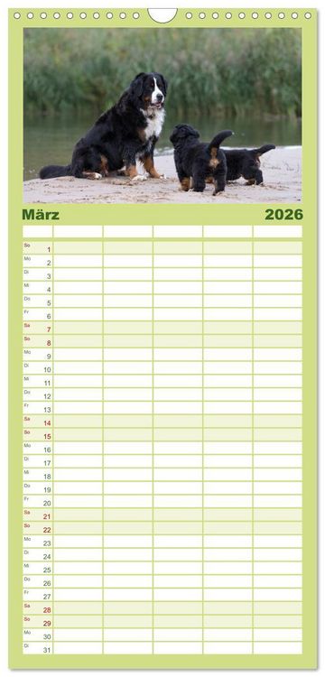 Produktbild: Familienplaner 2026 - Liebling BERNER SENNENHUND mit 5 Spalten (Wandkalender, 21 x 45 cm) CALVENDO