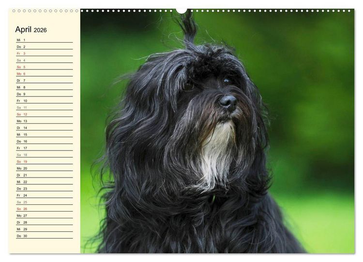 Produktbild: Havaneser - Herz auf 4 Pfoten (Wandkalender 2026 DIN A2 quer), CALVENDO Monatskalender