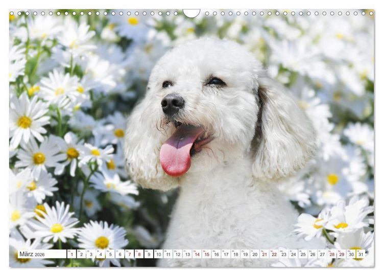 Produktbild: Pudel - Gl&uuml;ck auf vier Pfoten (Wandkalender 2026 DIN A3 quer), CALVENDO Monatskalender