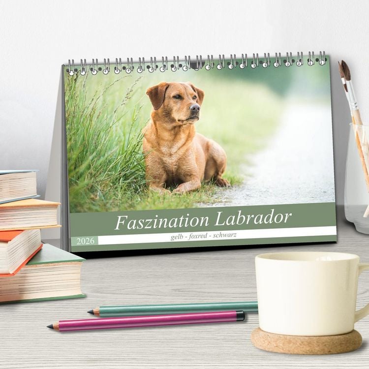 Produktbild: Faszination Labrador - gelb, foxred, schwarz (Tischkalender 2026 DIN A5 quer), CALVENDO Monatskalender
