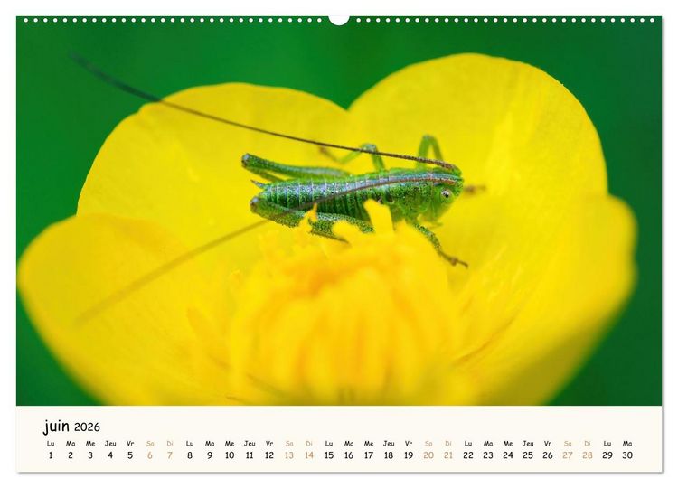 Produktbild: Nos amis les insectes (Calendrier mural 2026 DIN A2 vertical), CALVENDO calendrier mensuel