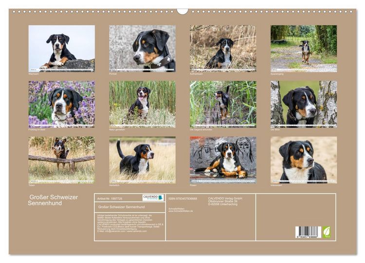 Produktbild: Gro&szlig;er Schweizer Sennenhund (Wandkalender 2026 DIN A2 quer), CALVENDO Monatskalender