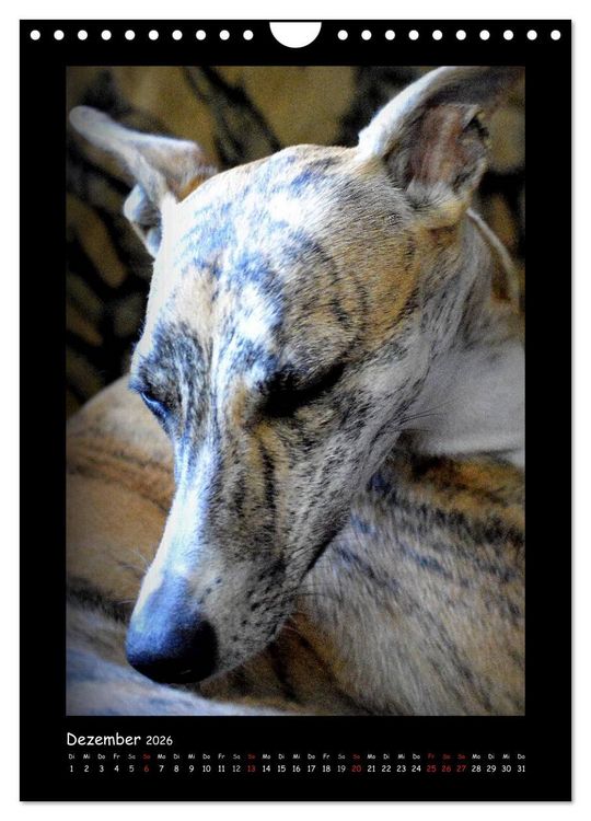 Produktbild: Ein Whippet wird erwachsen (Wandkalender 2026 DIN A4 hoch), CALVENDO Monatskalender