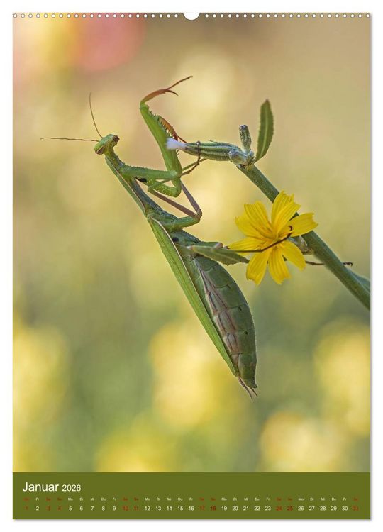 Produktbild: Die Gottesanbeterin. R&auml;uber der Insektenwelt. (Wandkalender 2026 DIN A2 hoch), CALVENDO Monatskalender