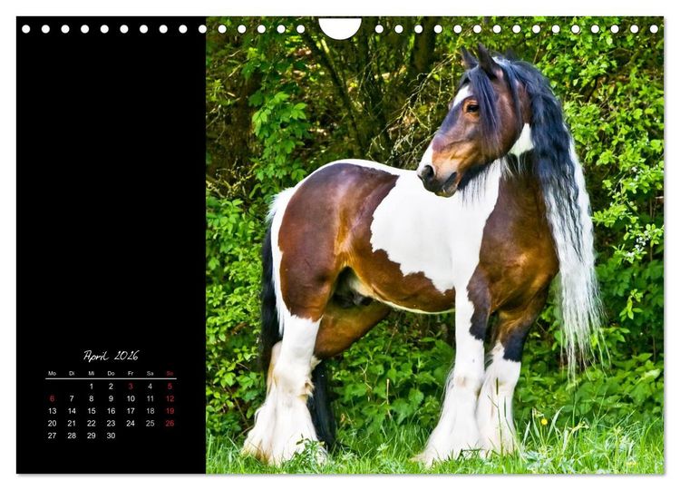 Produktbild: Irish Tinker (Wandkalender 2026 DIN A4 quer), CALVENDO Monatskalender