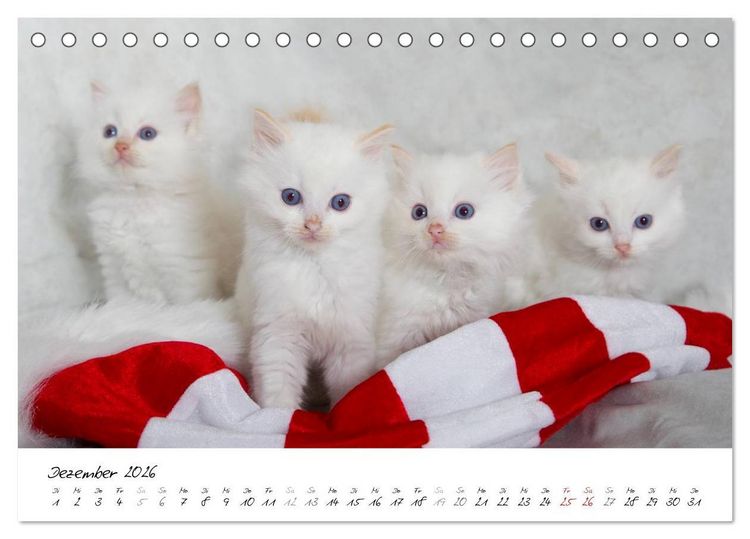 Produktbild: Ragdoll Kitten (Tischkalender 2026 DIN A5 quer), CALVENDO Monatskalender