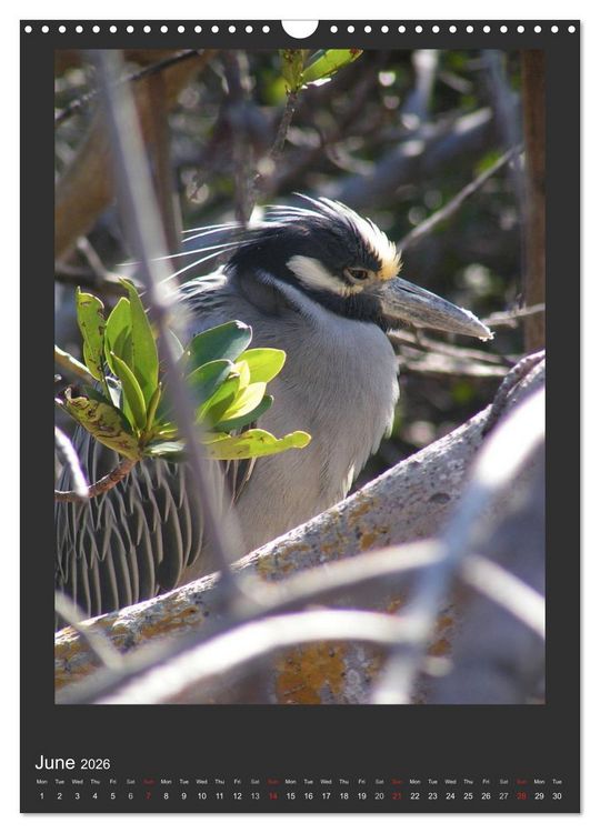 Produktbild: Herons & Egrets (Wall Calendar 2026 DIN A3 portrait), CALVENDO 12 Month Wall Calendar