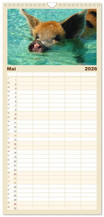 Produktbild: Familienplaner 2026 - Schwimmende Schweine auf den Bahamas! mit 5 Spalten (Wandkalender, 21 x 45 cm) CALVENDO