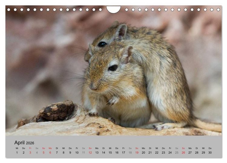 Produktbild: Mausebande (Wandkalender 2026 DIN A4 quer), CALVENDO Monatskalender