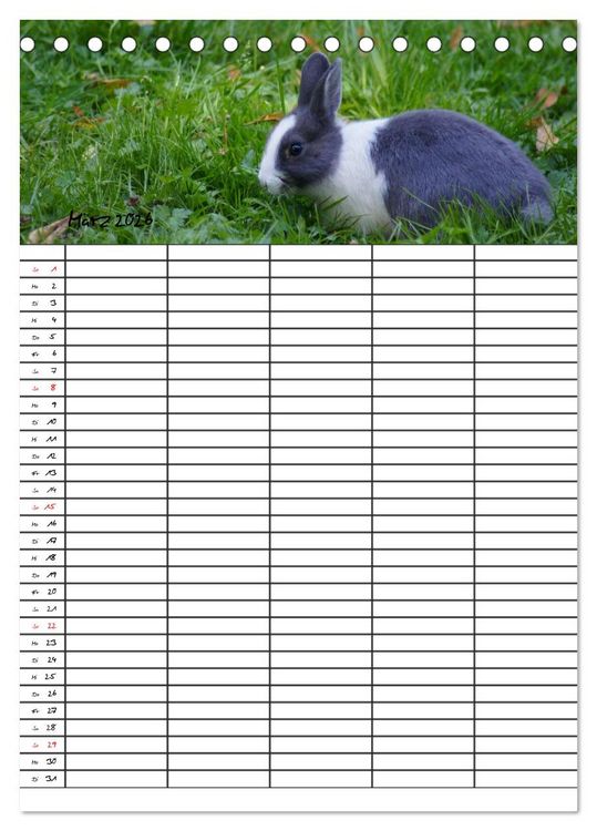 Produktbild: Meerschweinchen und Kaninchen Familienplaner (Tischkalender 2026 DIN A5 hoch), CALVENDO Monatskalender