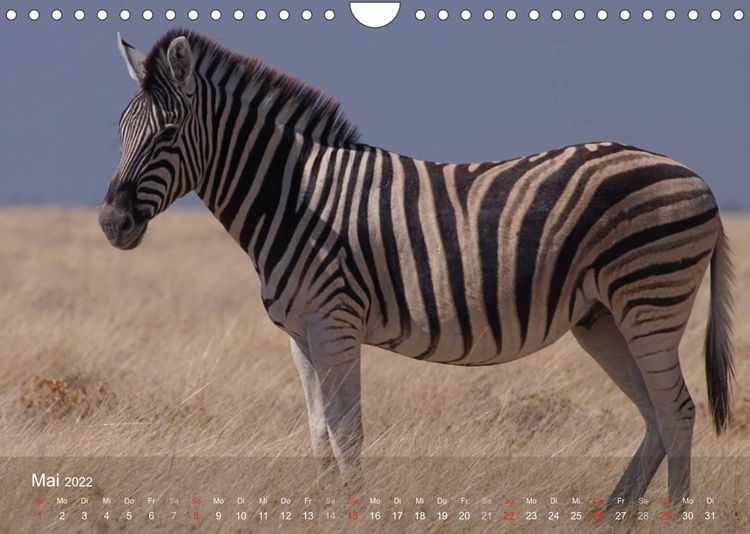Produktbild: S&uuml;dliches Afrika (Wandkalender 2022 DIN A4 quer)