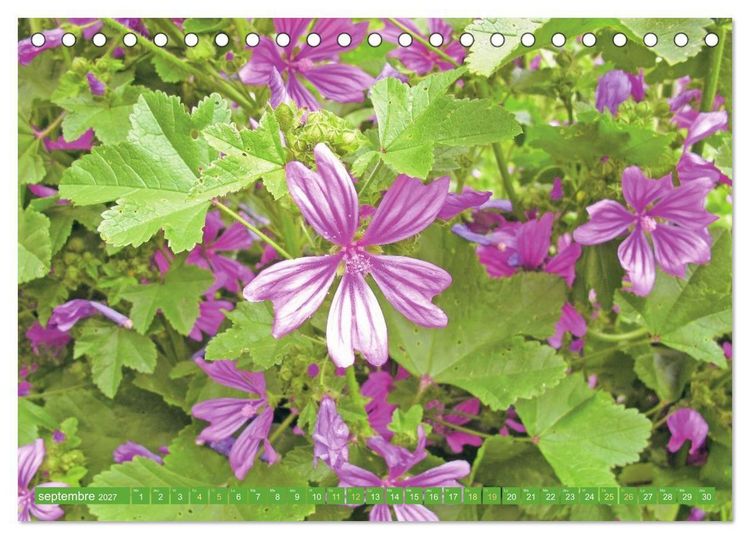 Produktbild: Fleurs du jardin aromatique (Calendrier de bureau 2027 DIN A5 vertical), CALVENDO calendrier mensuel