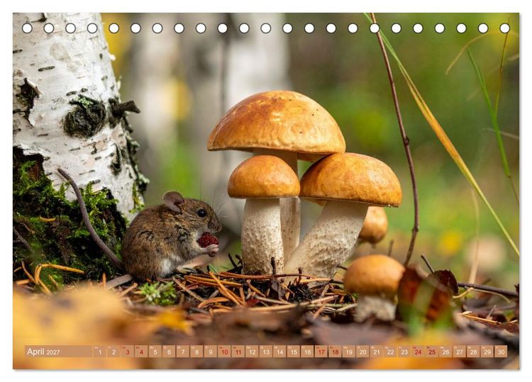 Produktbild: Pilzbesucher (Tischkalender 2027 DIN A5 quer), CALVENDO Monatskalender