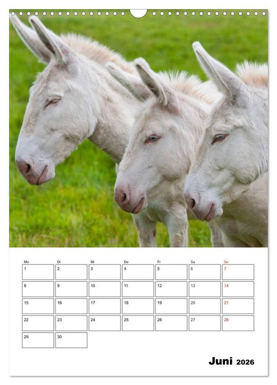 Produktbild: S&uuml;&szlig;e Esel. Langohren zum Verlieben (Wandkalender 2026 DIN A3 hoch), CALVENDO Monatskalender