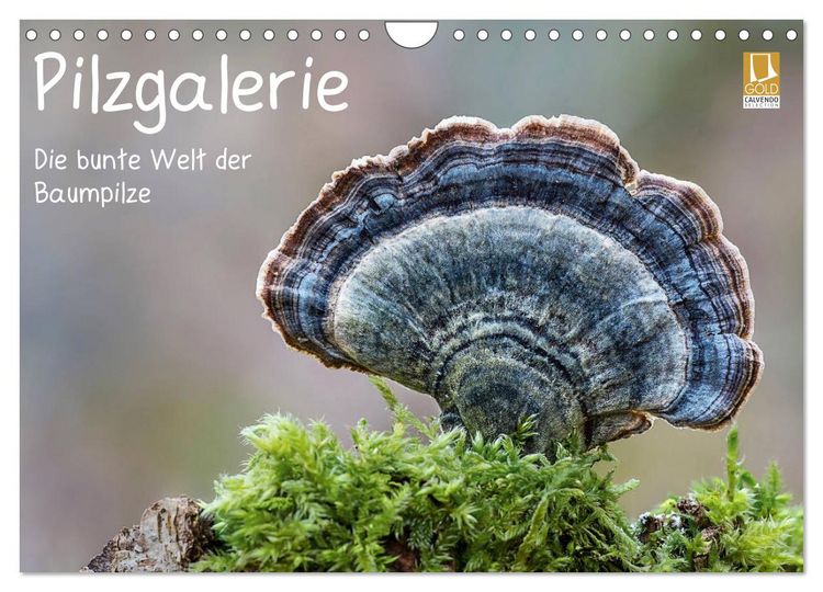 Produktbild: Pilzgalerie - Die bunte Welt der Baumpilze (Wandkalender 2026 DIN A4 quer), CALVENDO Monatskalender
