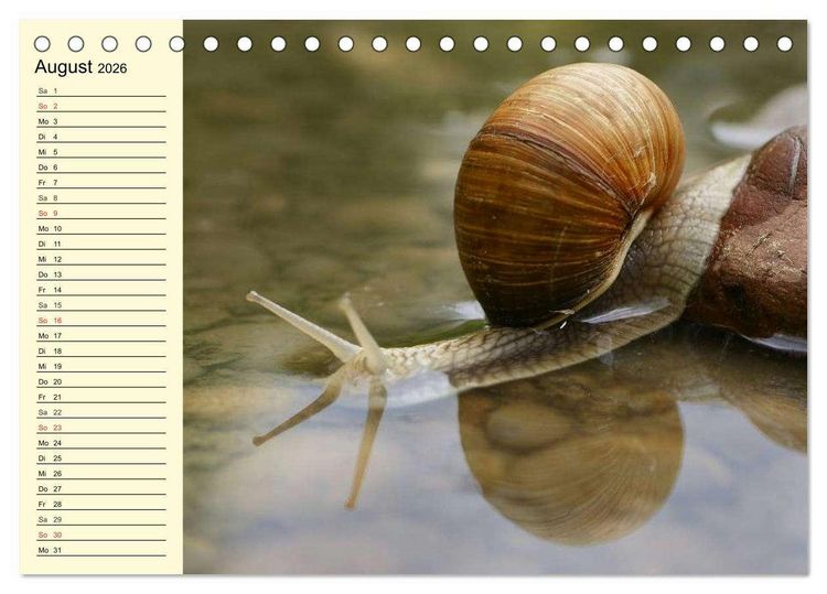 Produktbild: Schnecken. Witzige Schleimer (Tischkalender 2026 DIN A5 quer), CALVENDO Monatskalender
