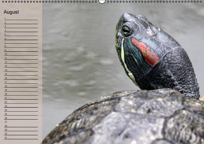 Produktbild: Schildkr&ouml;ten Geburtstagskalender (Wandkalender immerw&auml;hrend DIN A2 quer)