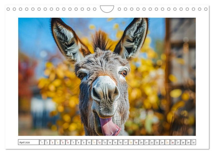 Produktbild: Lustige Eselgeschichten (Wandkalender 2026 DIN A4 quer), CALVENDO Monatskalender