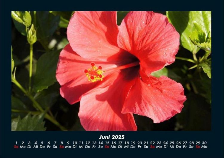 Produktbild: Rosentraum 2025 Fotokalender DIN A4