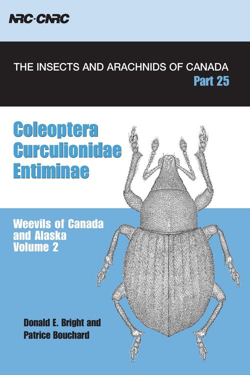 Produktbild: Coleoptera, Curculionidae, Entiminae