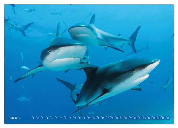 Produktbild: Hai: Raubtier der Meere (Wandkalender 2026 DIN A4 quer), CALVENDO Monatskalender