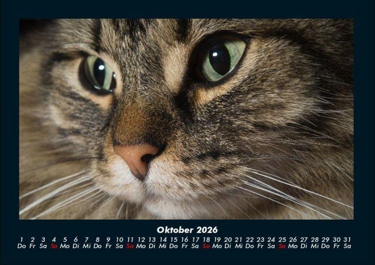 Produktbild: F&uuml;r Katzenfreunde 2026 Fotokalender DIN A4
