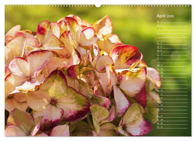 Produktbild: Die Hortensie und ihre vielen Gesichter (hochwertiger Premium Wandkalender 2026 DIN A2 quer), Kunstdruck in Hochglanz
