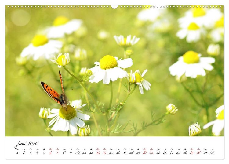 Produktbild: Sch&ouml;nheiten in freier Natur (hochwertiger Premium Wandkalender 2026 DIN A2 quer), Kunstdruck in Hochglanz