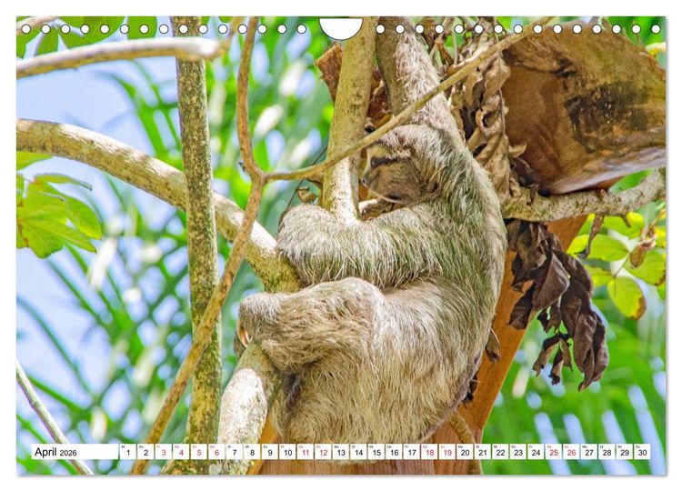 Produktbild: Traumziele Mittelamerikas - Costa Rica, Panama und Kolumbien (Wandkalender 2026 DIN A4 quer), CALVENDO Monatskalender