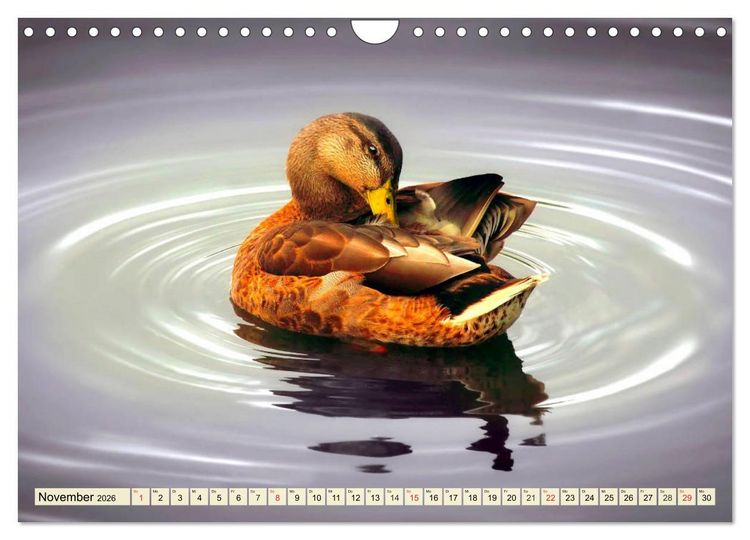Produktbild: Enten. Beliebt, h&uuml;bsch und imposant (Wandkalender 2026 DIN A4 quer), CALVENDO Monatskalender