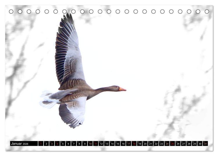 Produktbild: Fantastische V&ouml;gel (Tischkalender 2026 DIN A5 quer), CALVENDO Monatskalender