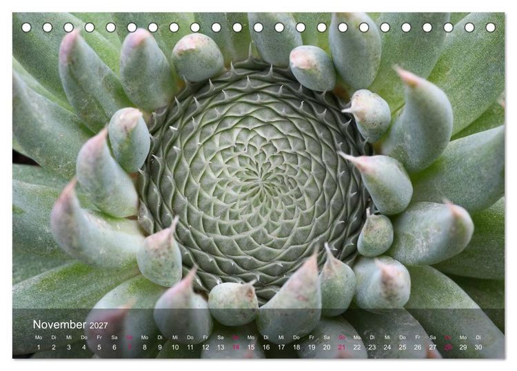 Produktbild: Sukkulenten in Haus und Garten (Tischkalender 2027 DIN A5 quer), CALVENDO Monatskalender