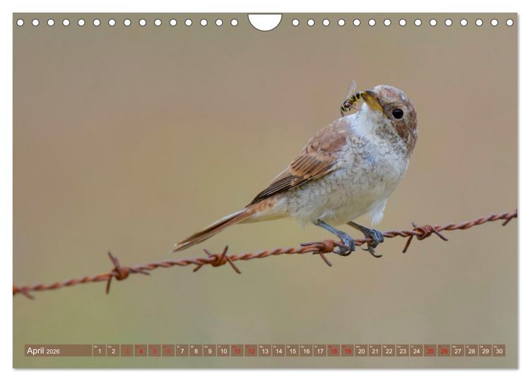 Produktbild: Geliebtes Federvieh (Wandkalender 2026 DIN A4 quer), CALVENDO Monatskalender