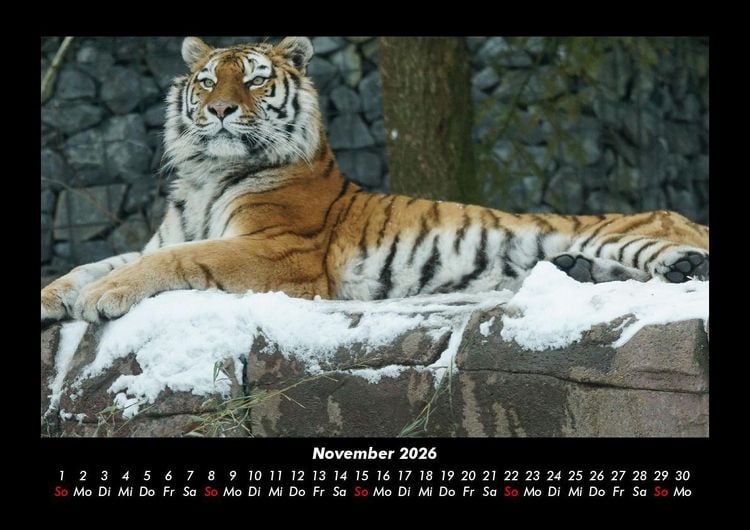 Produktbild: Tiger 2026 Fotokalender DIN A3