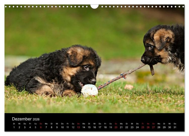 Produktbild: Deutscher Sch&auml;ferhund - Welpen (Wandkalender 2026 DIN A3 quer), CALVENDO Monatskalender