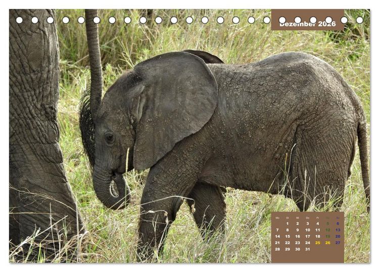 Produktbild: E wie Elefanten - verspielt und schn&uuml;ssig (Tischkalender 2026 DIN A5 quer), CALVENDO Monatskalender