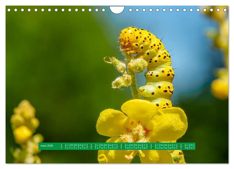 Produktbild: La vie de nos prairie, les papillons (Calendrier mural 2026 DIN A4 vertical), CALVENDO calendrier mensuel